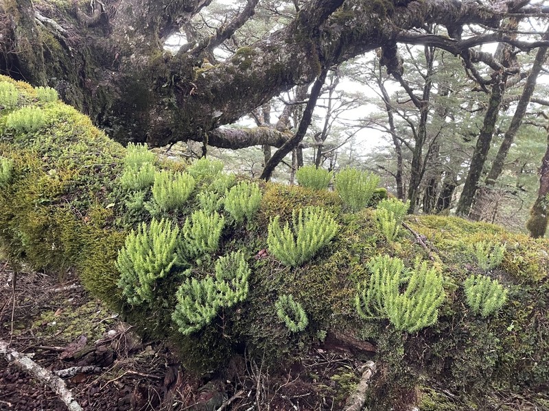 Huperzia quasipolytrichoides photo 3