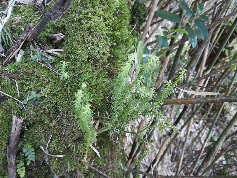 Huperzia quasipolytrichoides photo 4