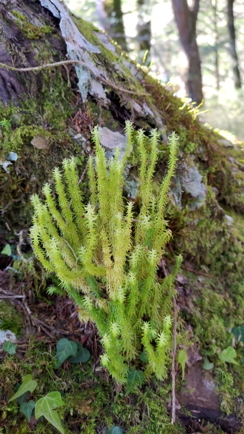 Huperzia quasipolytrichoides photo 5