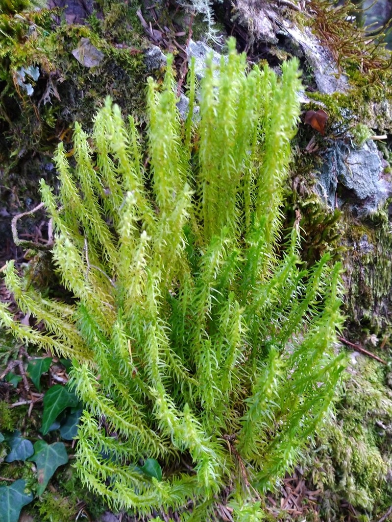 Huperzia quasipolytrichoides photo 6