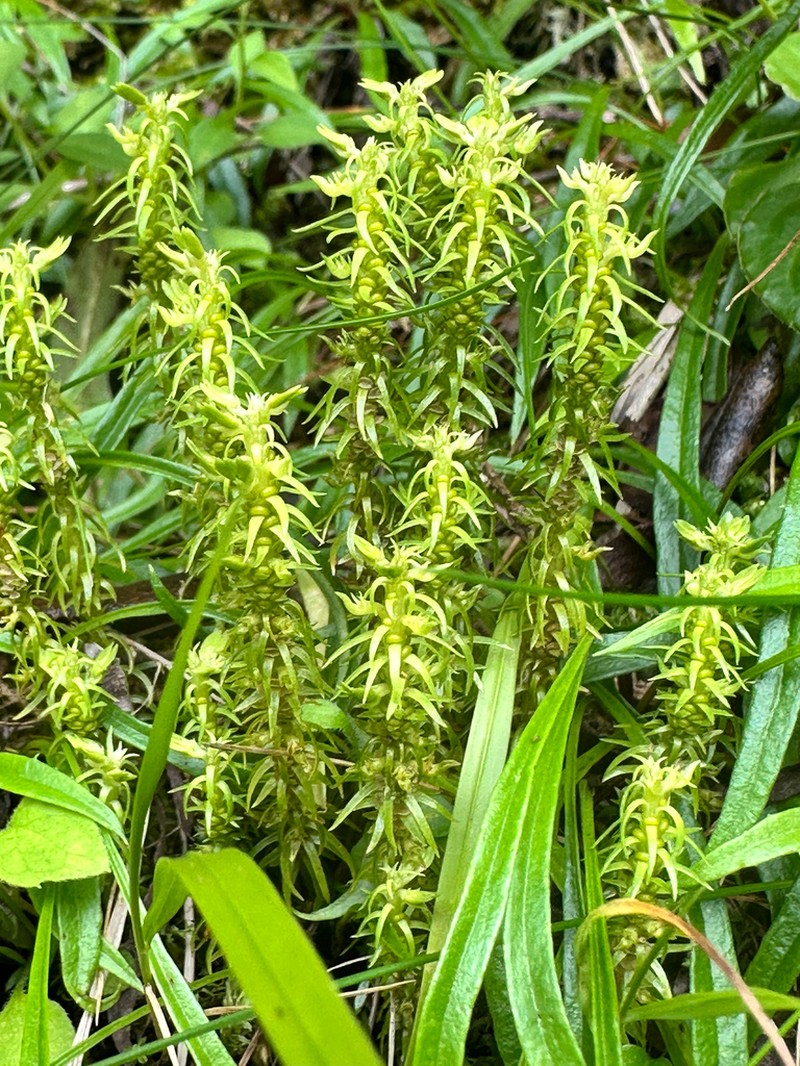 Huperzia quasipolytrichoides photo 7