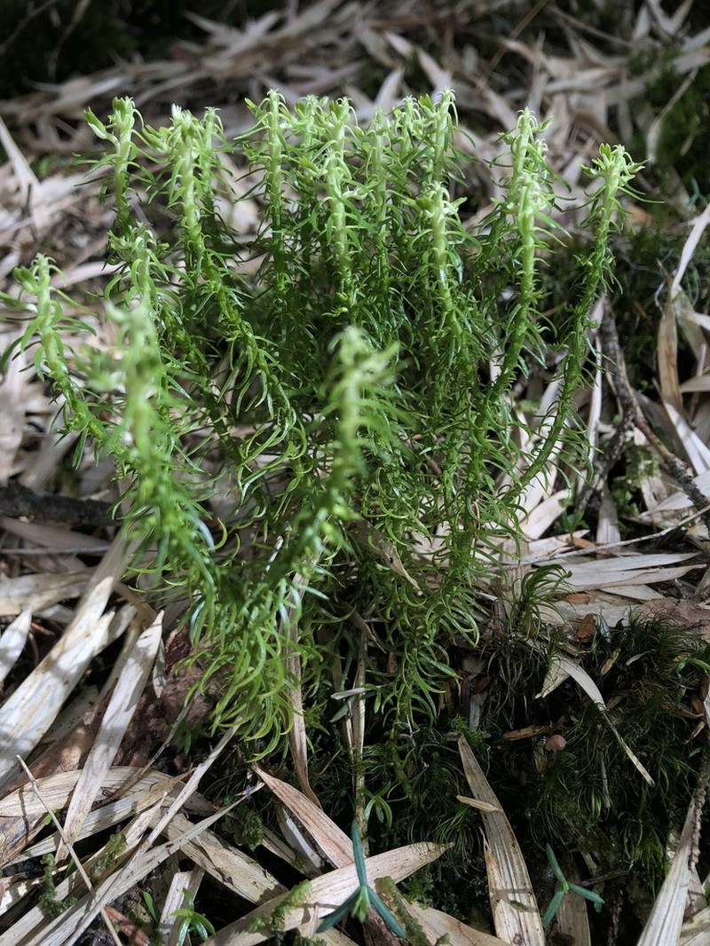 Huperzia quasipolytrichoides photo 8
