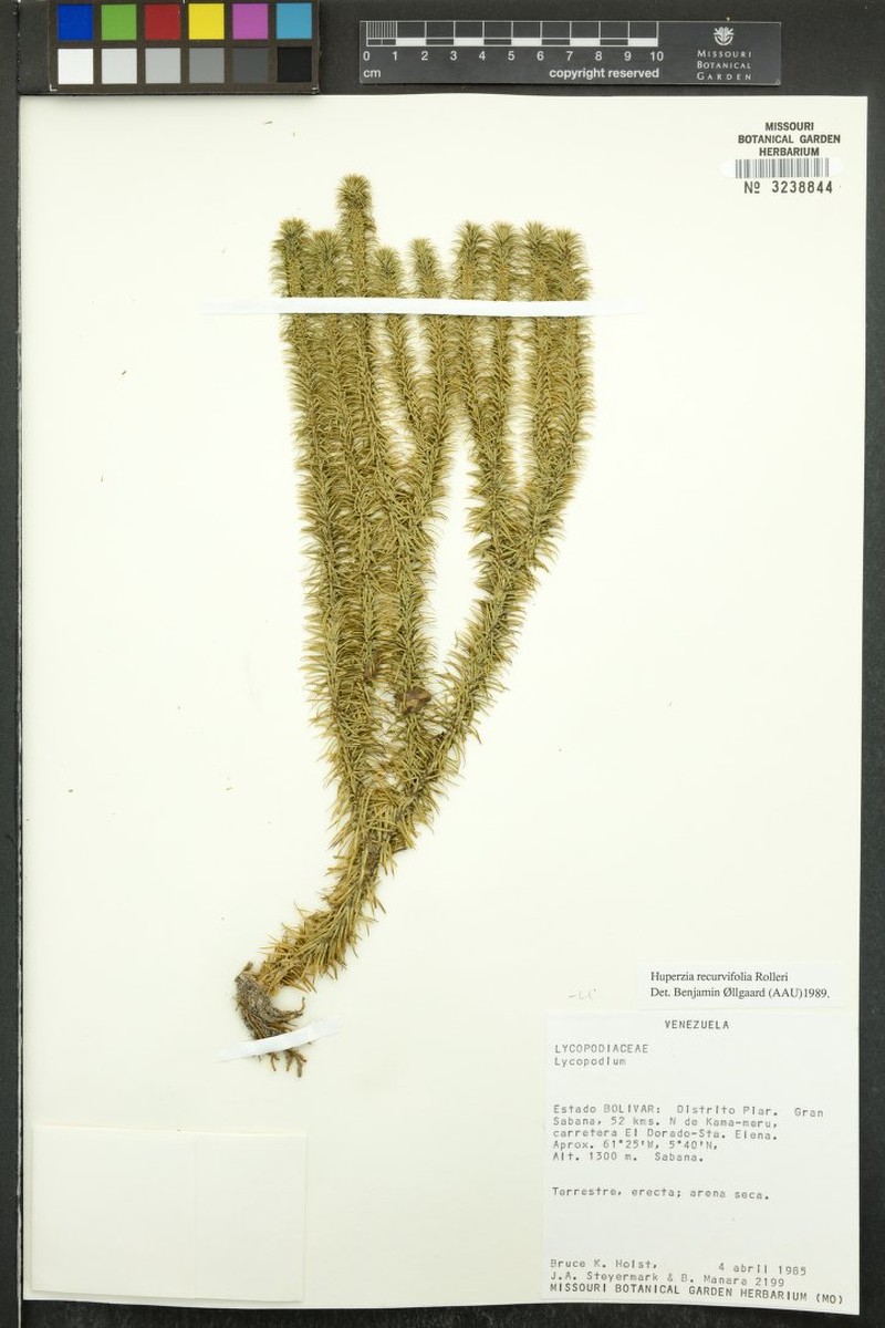 Huperzia recurvifolia