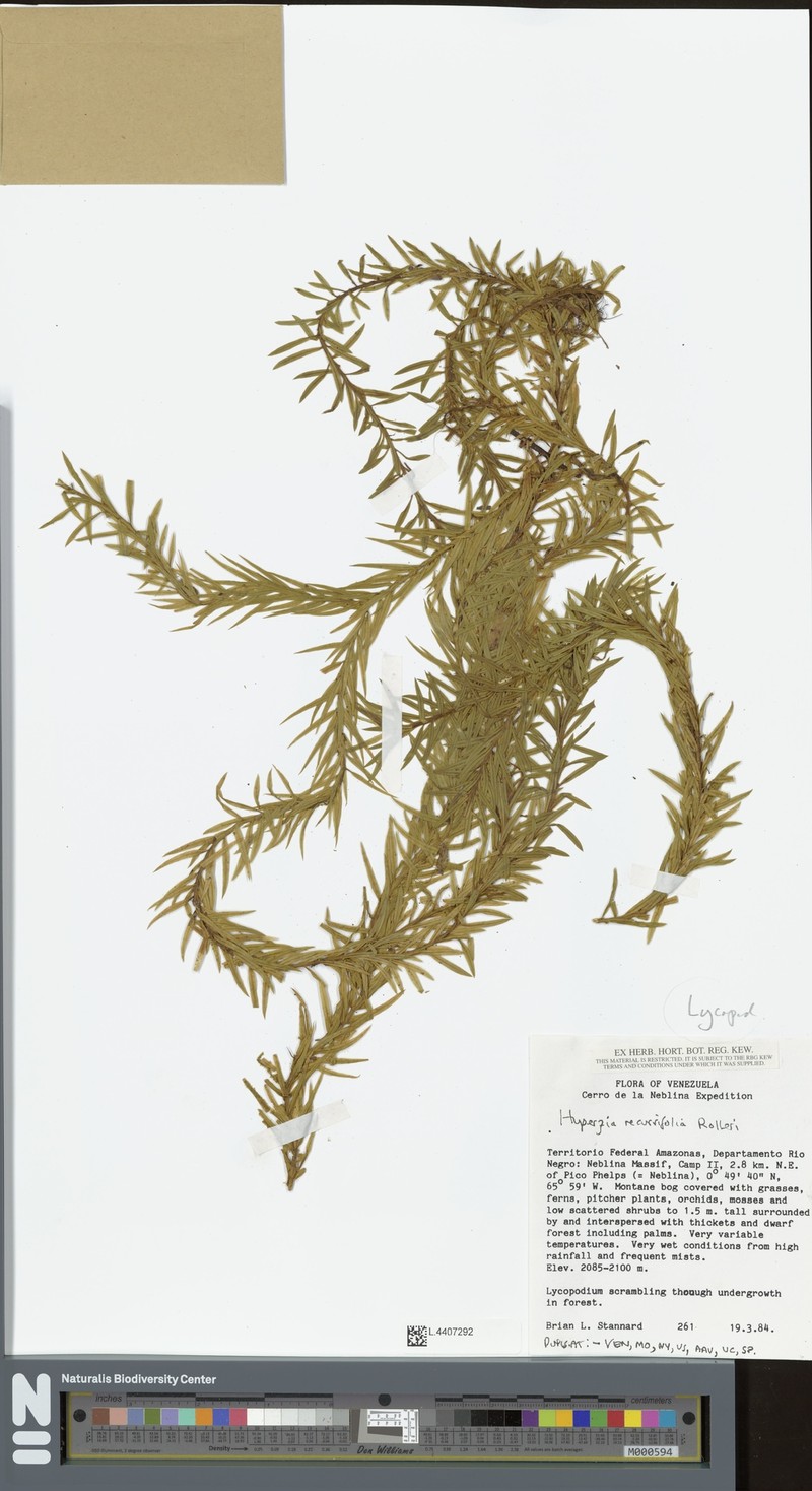 Huperzia recurvifolia photo 2