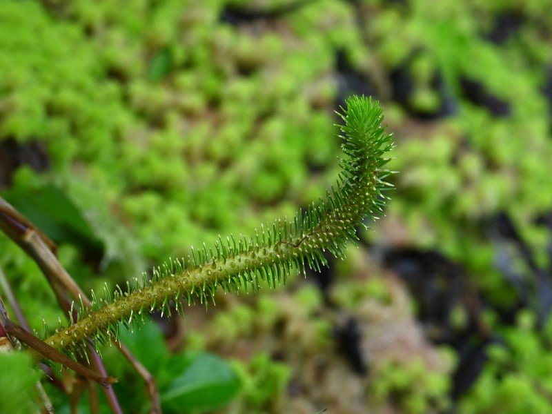 Antilles Clubmoss photo 2