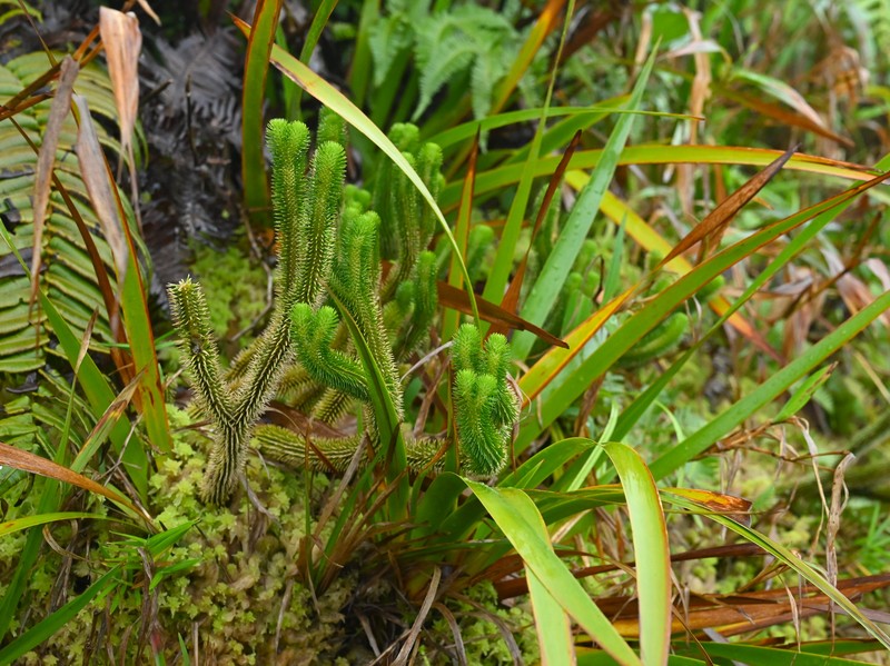Antilles Clubmoss photo 3