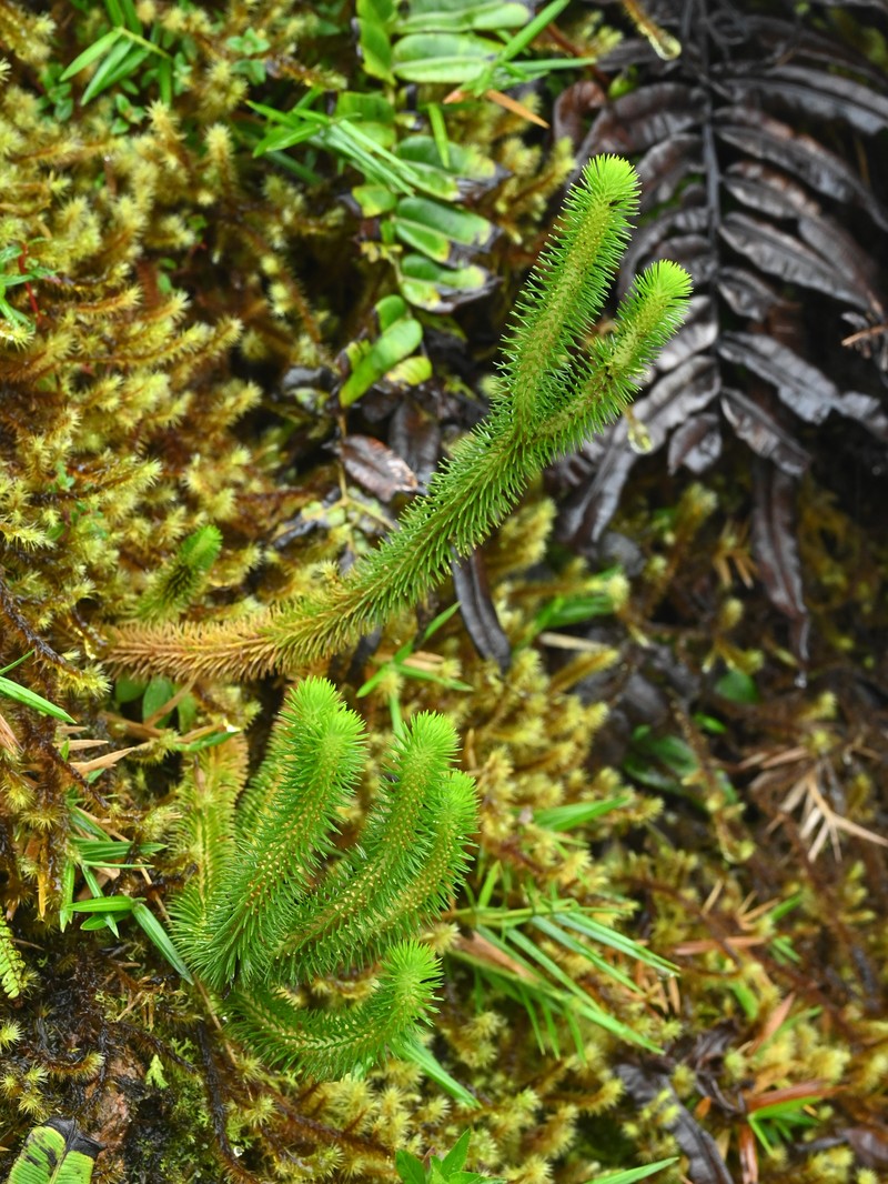 Antilles Clubmoss photo 4