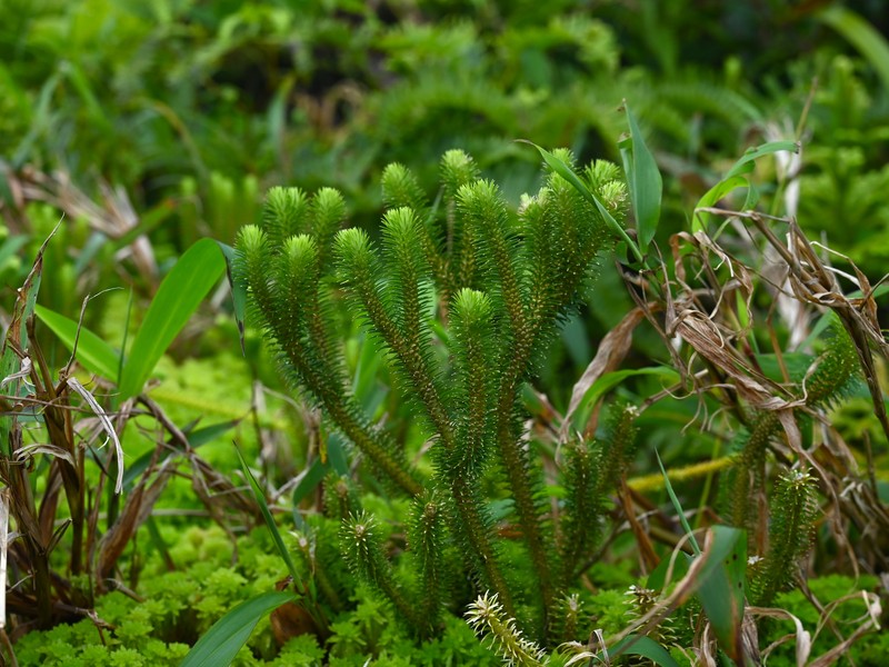 Antilles Clubmoss photo 5