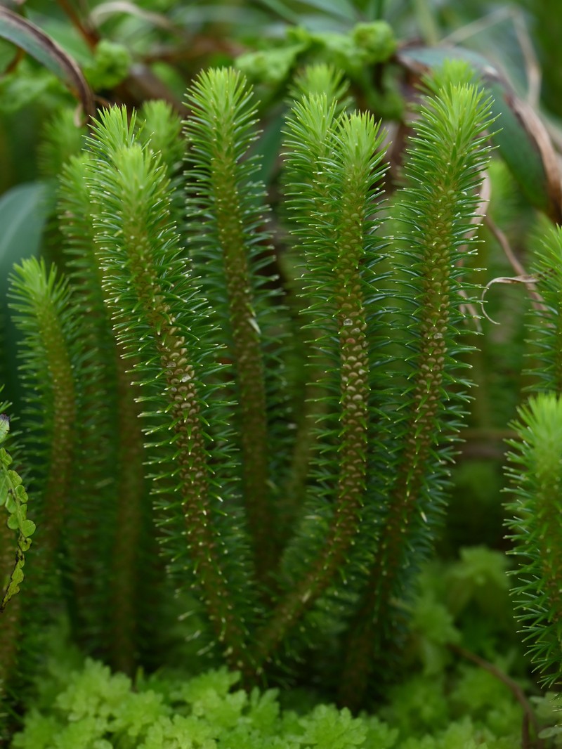 Antilles Clubmoss