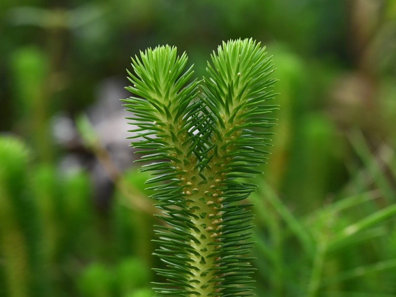 Antilles Clubmoss photo 6