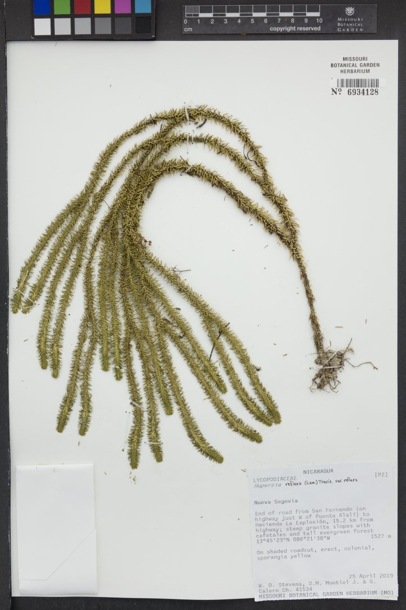 Antilles Clubmoss