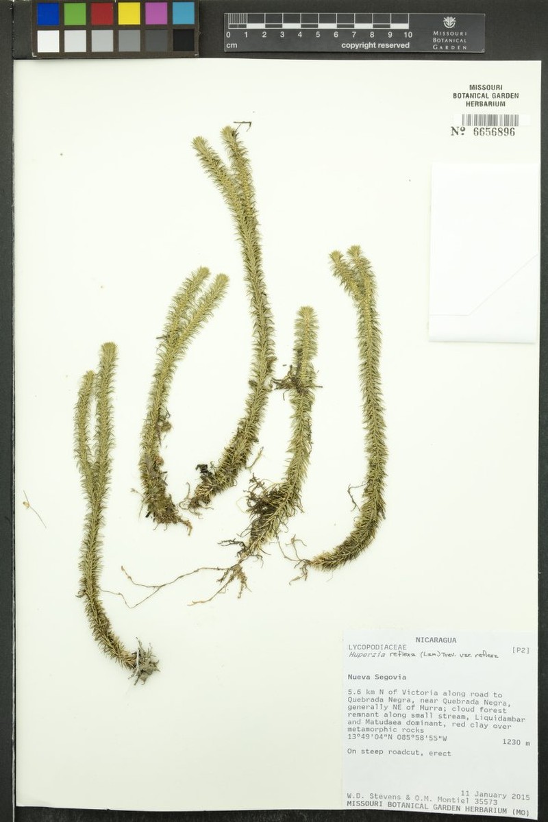 Antilles Clubmoss photo 2