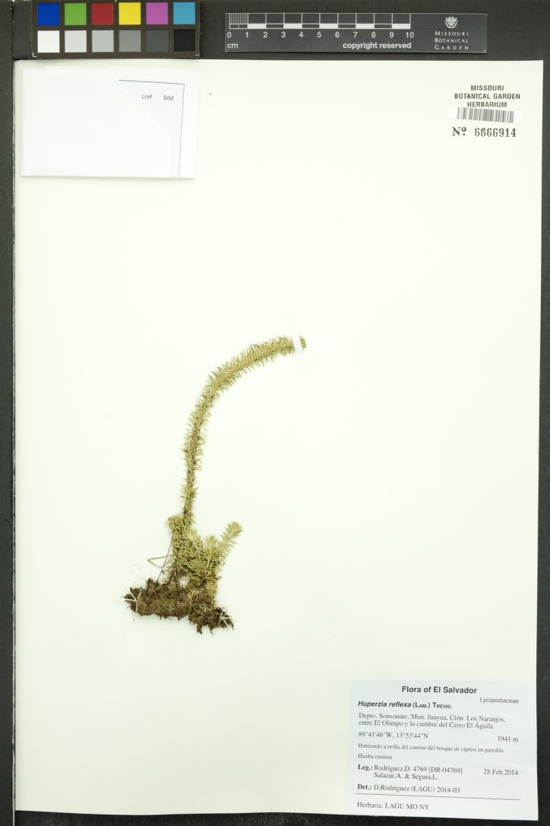 Antilles Clubmoss photo 3