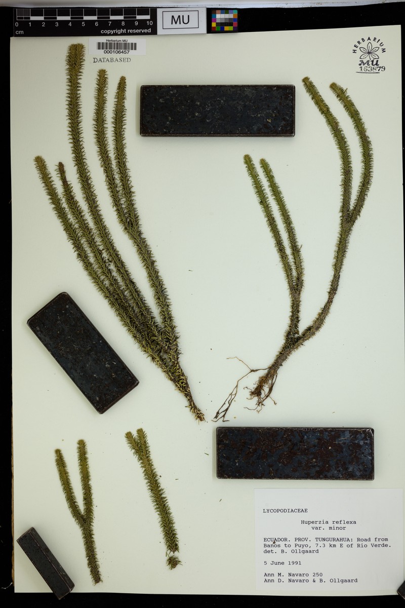 Huperzia reflexa var. minor