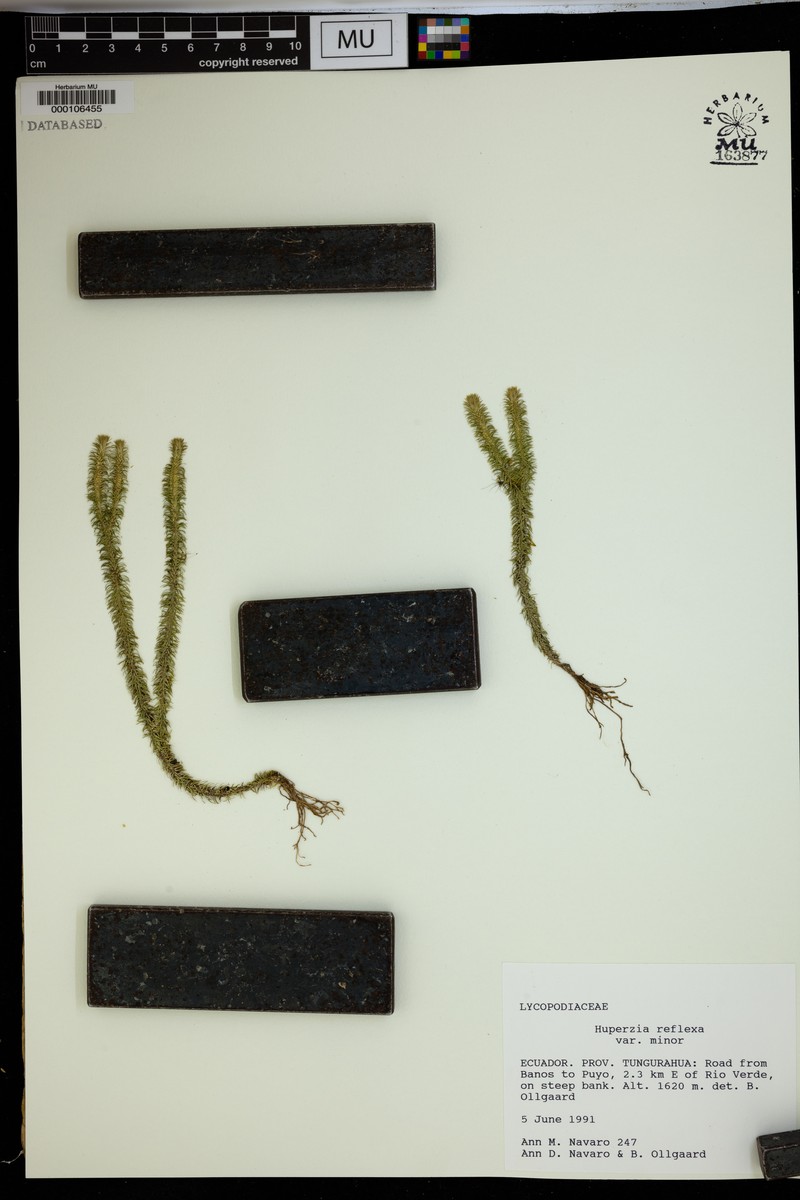 Huperzia reflexa var. minor photo 2