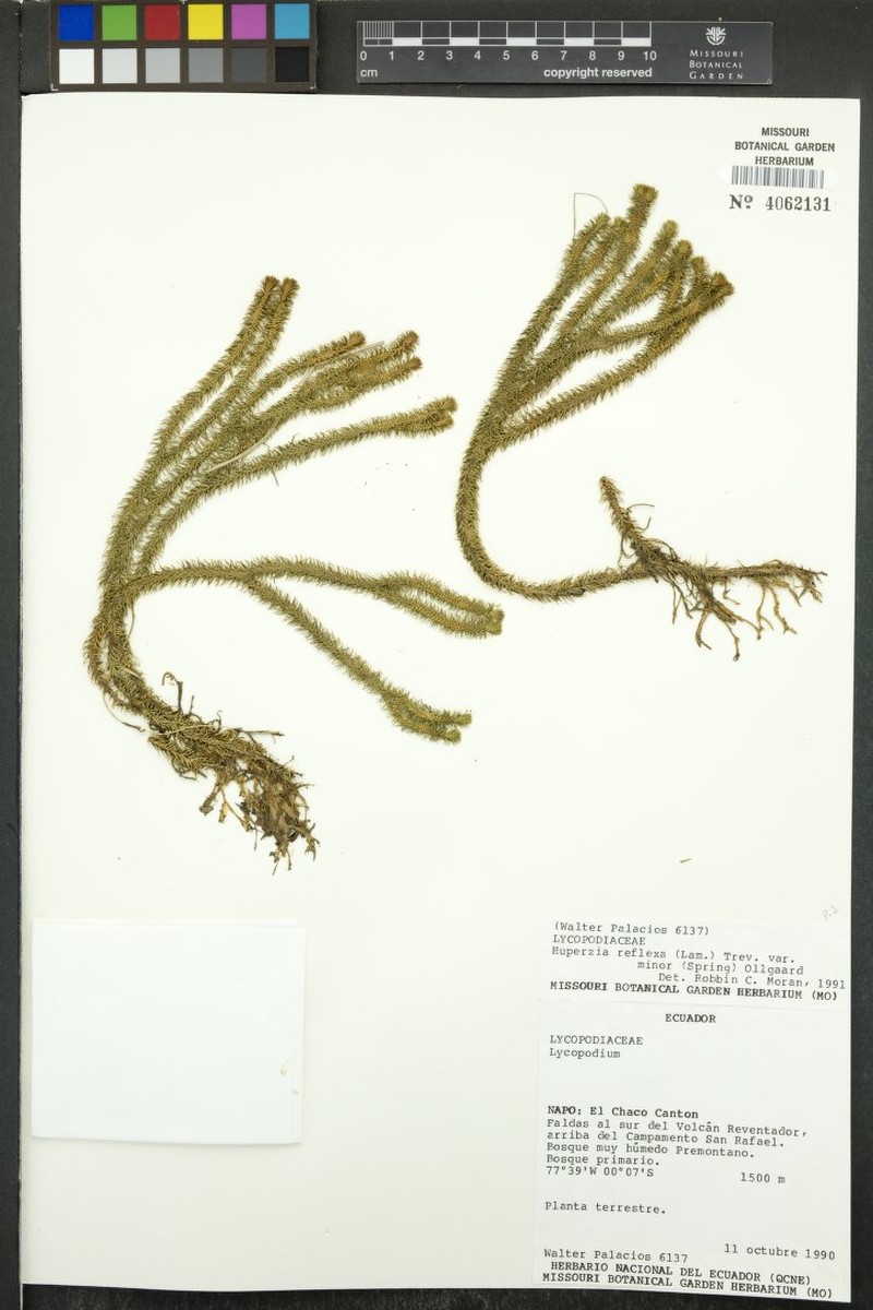 Huperzia reflexa var. minor photo 3