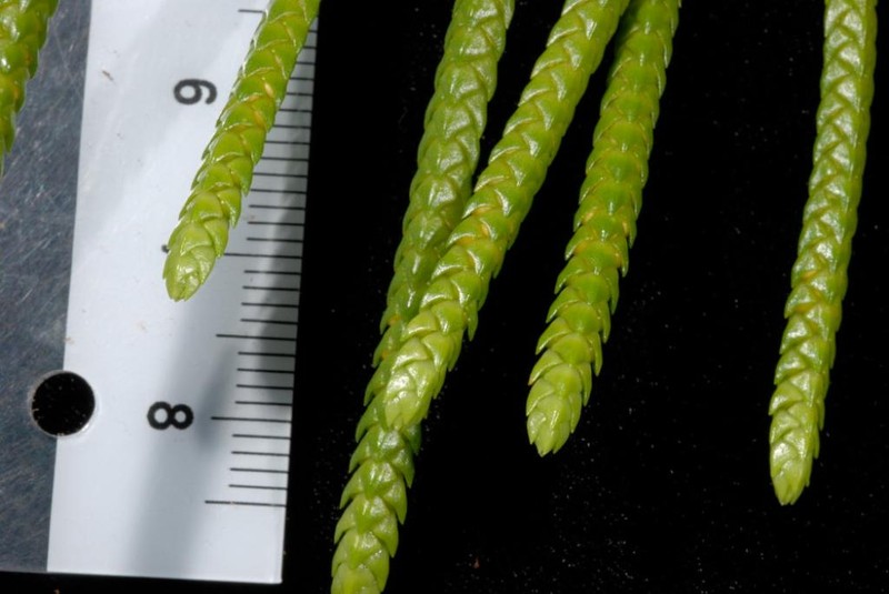Huperzia ribourtii photo 2