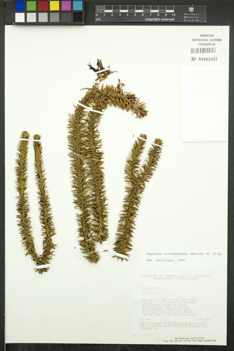 Huperzia riobambensis