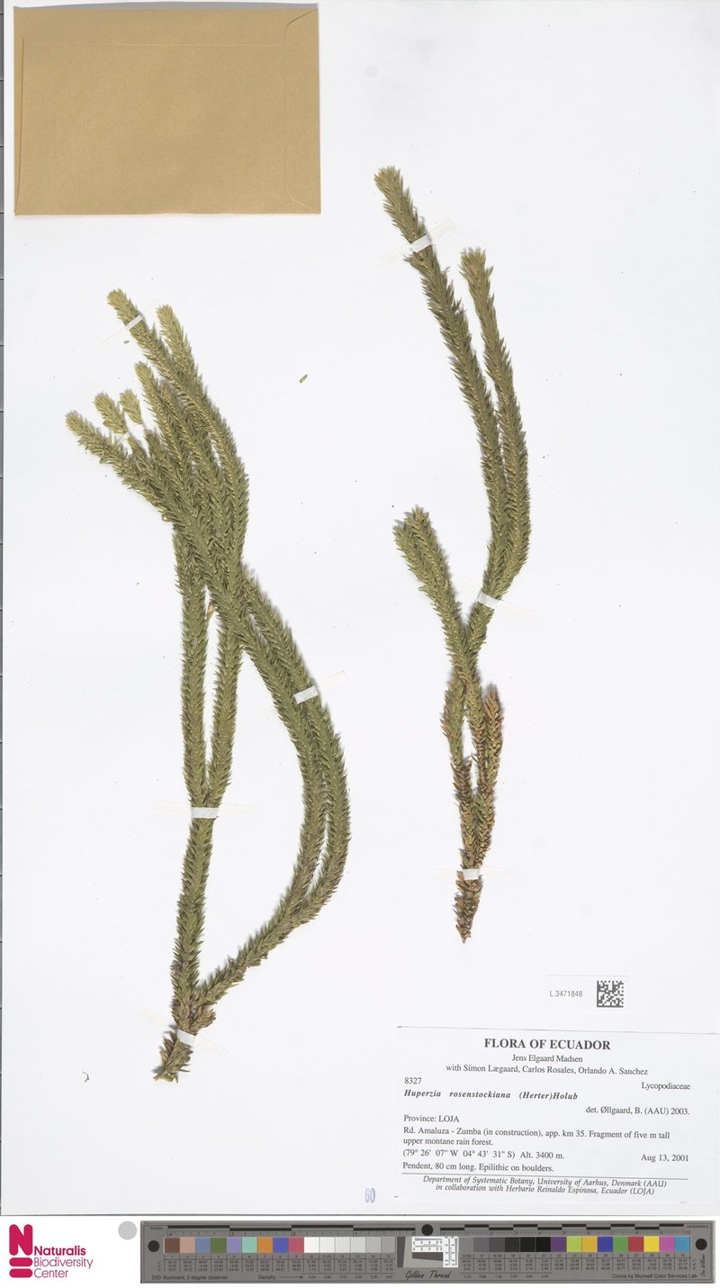 Huperzia rosenstockiana