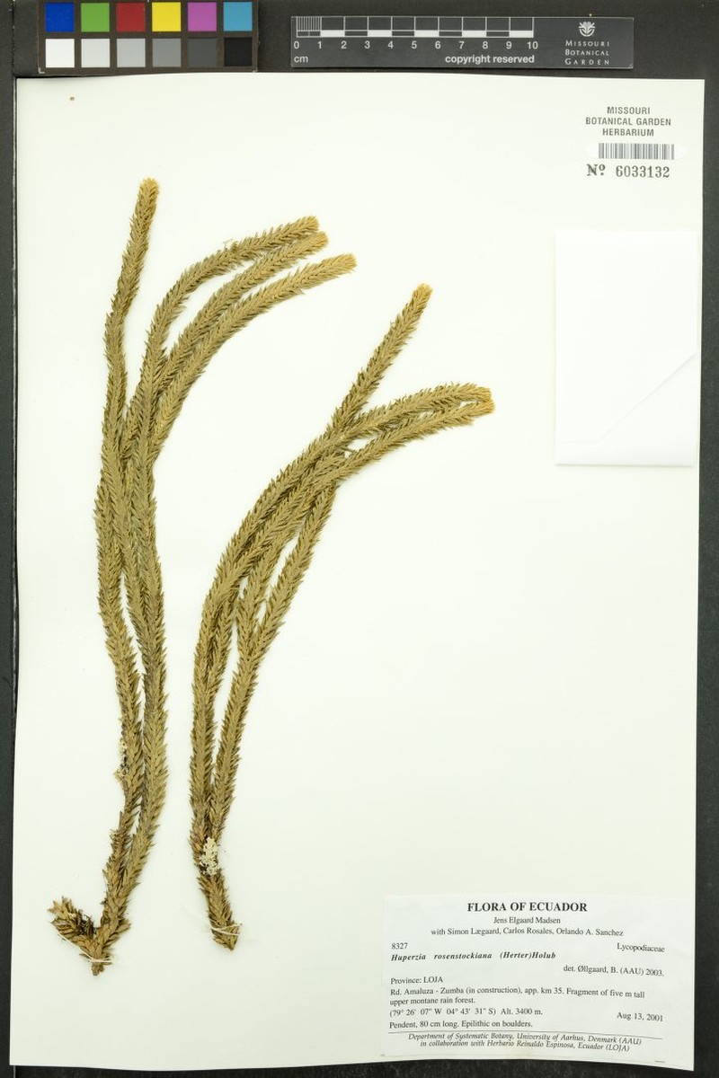 Huperzia rosenstockiana photo 2