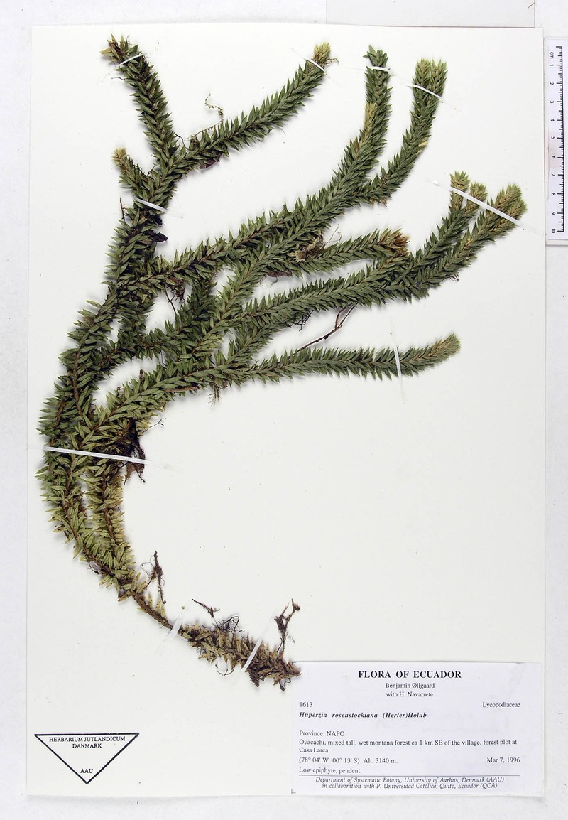 Huperzia rosenstockiana photo 3