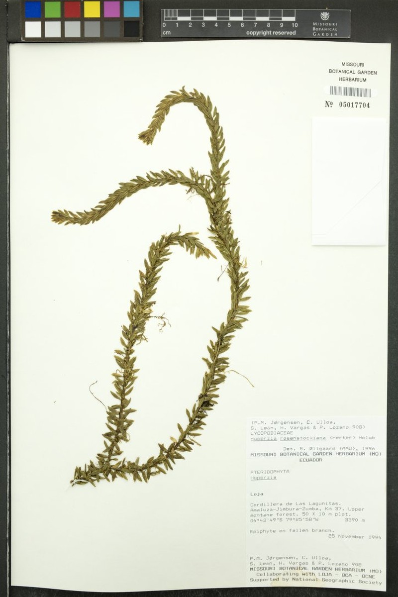 Huperzia rosenstockiana photo 4