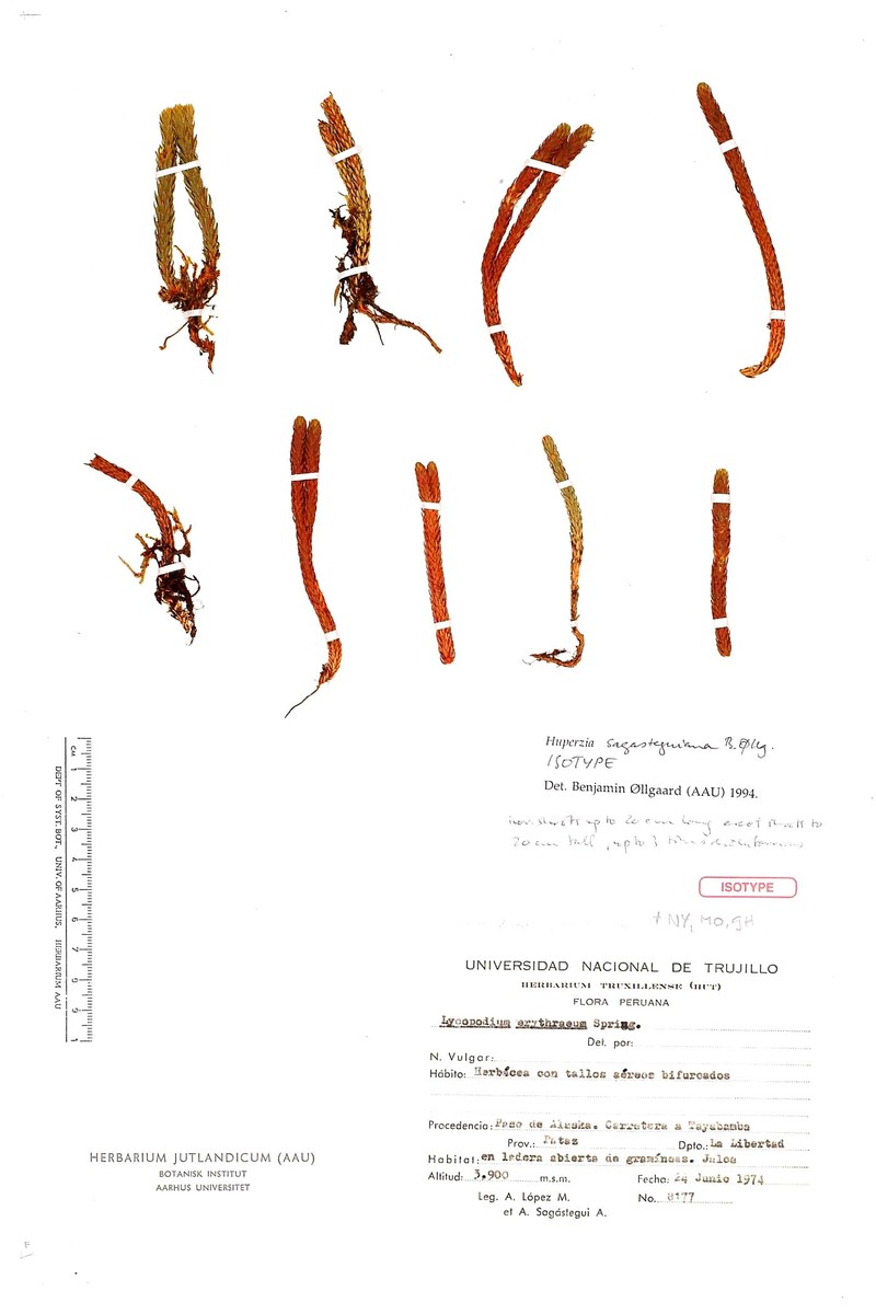 Huperzia sagasteguiana
