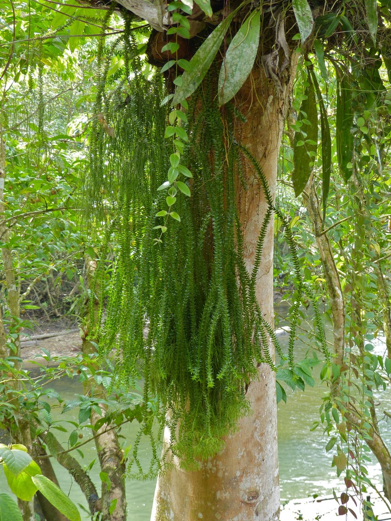 Huperzia salvinioides