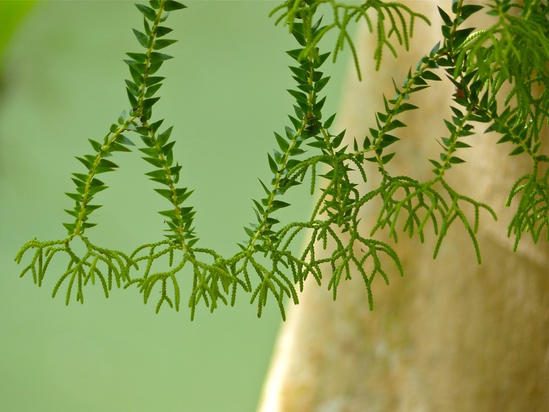 Huperzia salvinioides photo 2