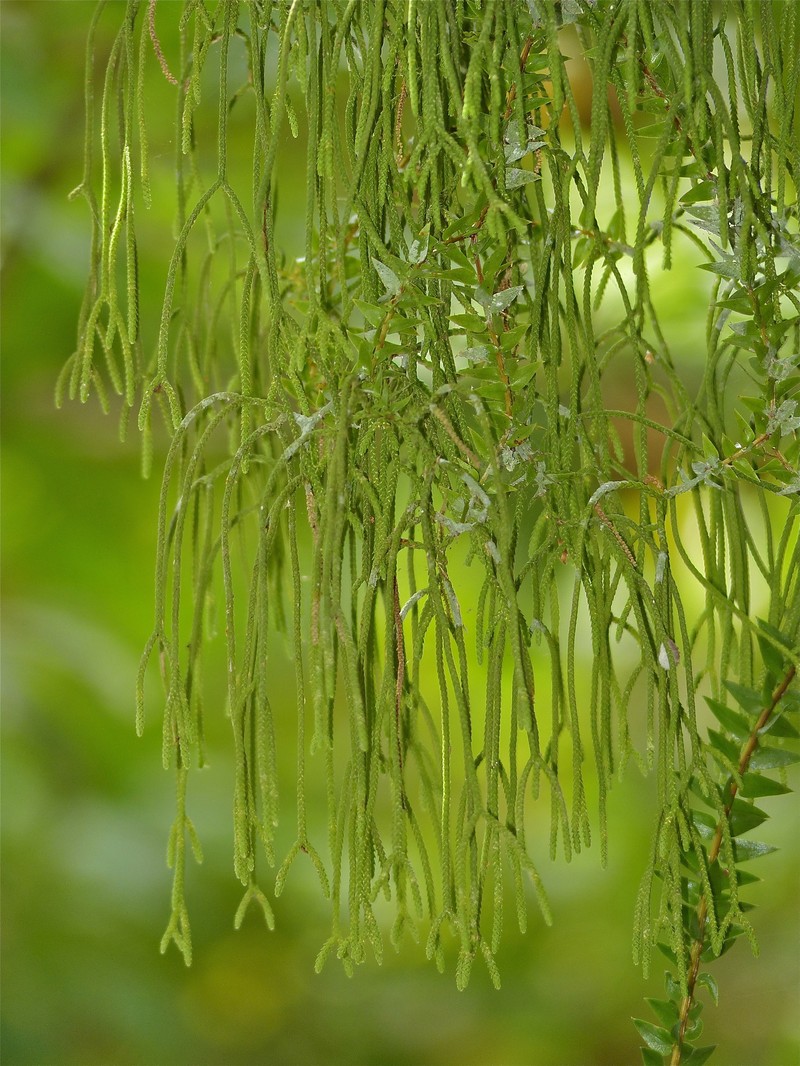Huperzia salvinioides photo 3