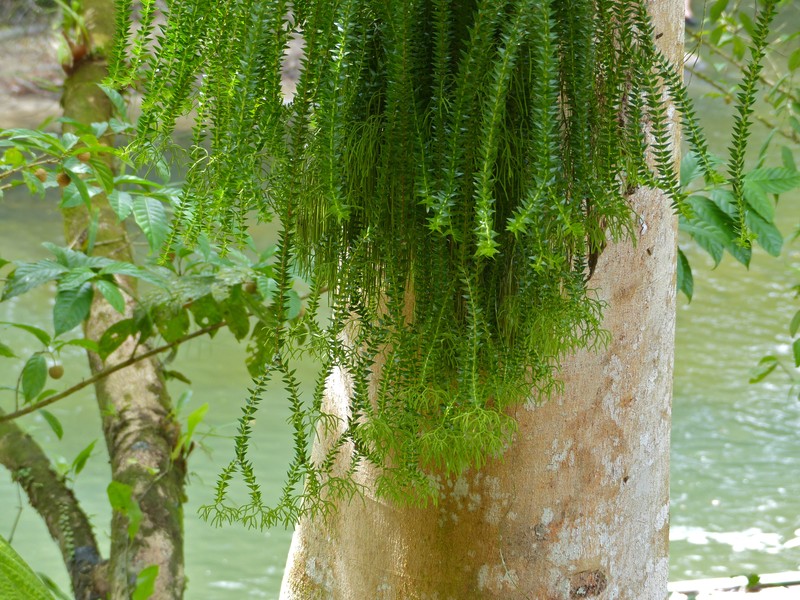 Huperzia salvinioides photo 4