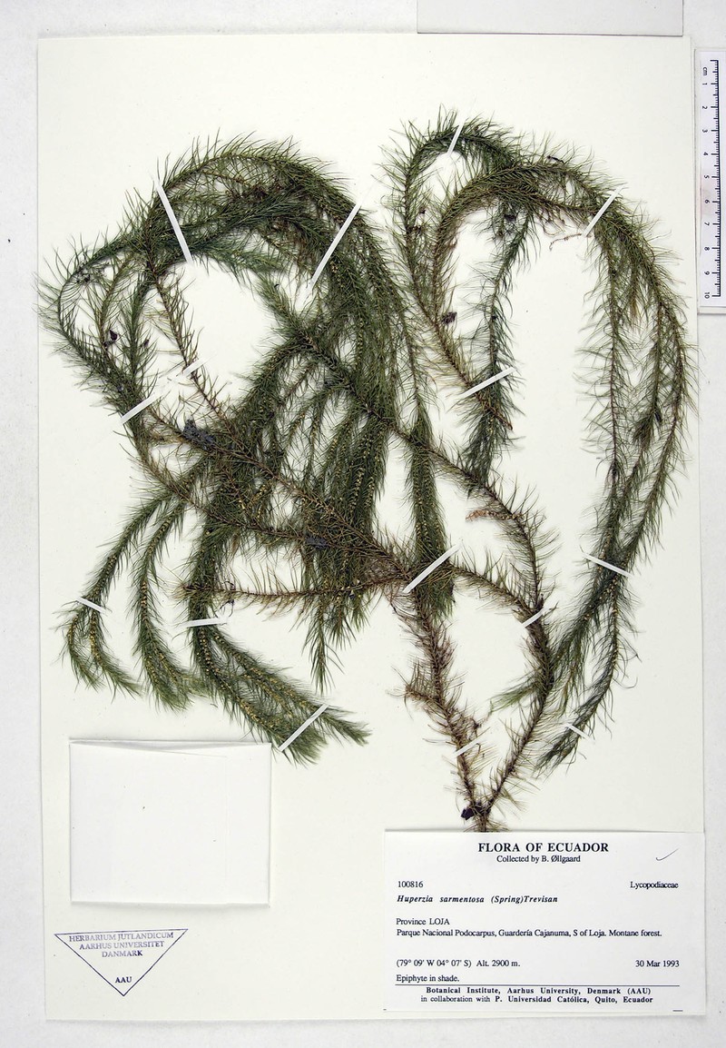 Huperzia sarmentosa