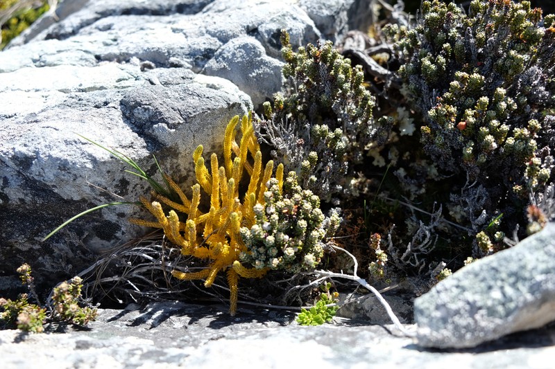 Huperzia saururoides