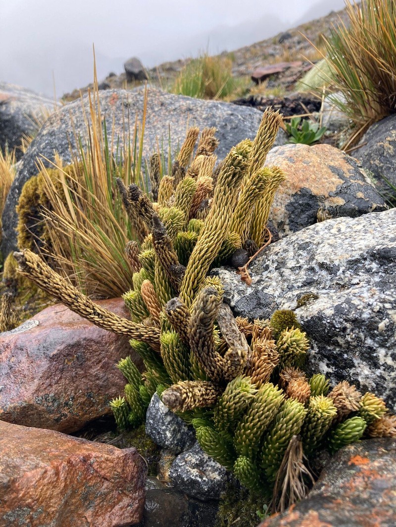 Huperzia saururus photo 2