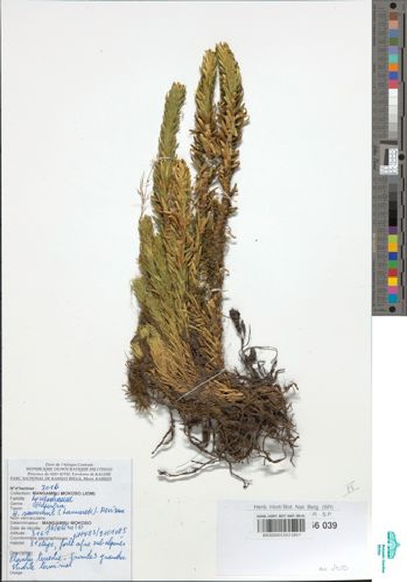 Huperzia saururus photo 3