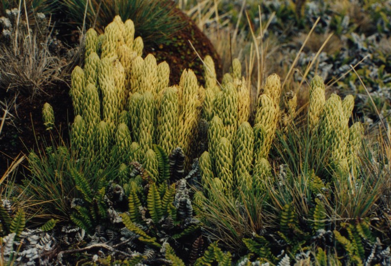 Huperzia saururus