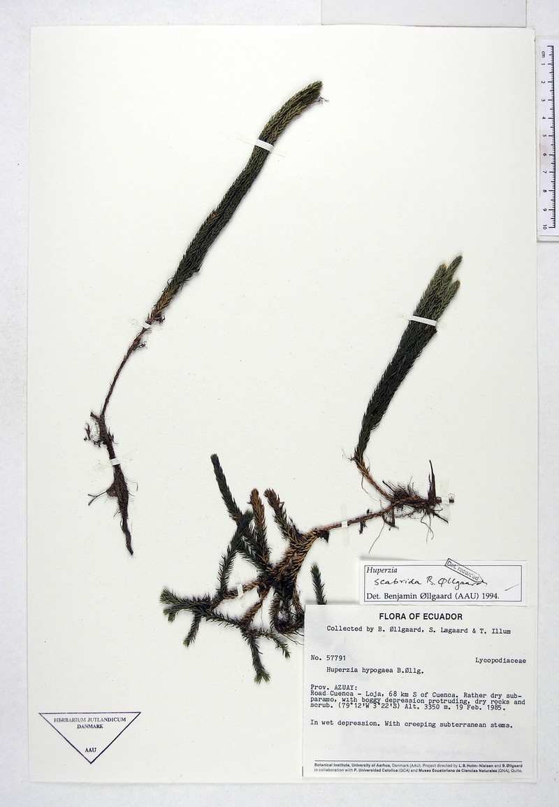 Huperzia scabrida