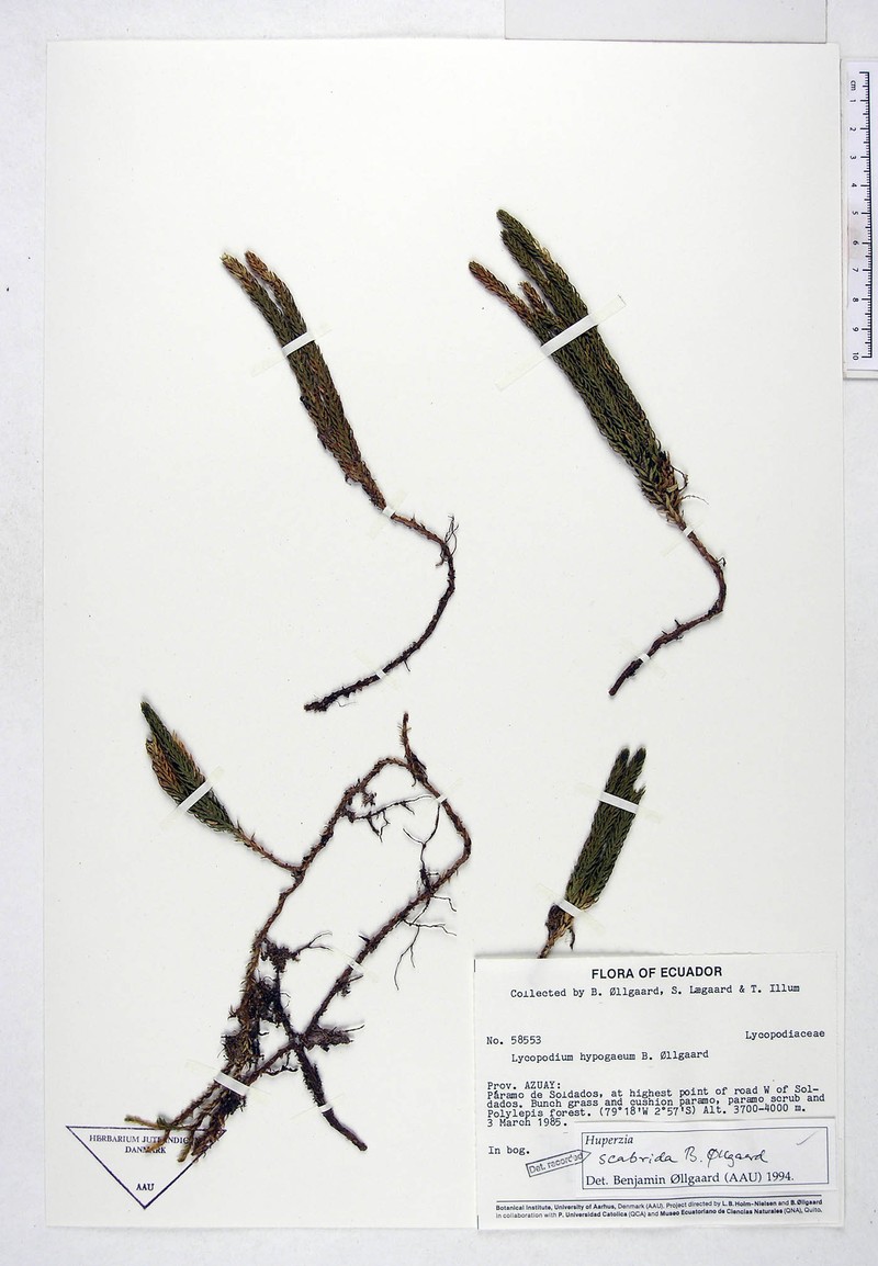 Huperzia scabrida photo 2