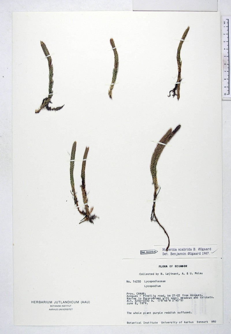 Huperzia scabrida photo 4