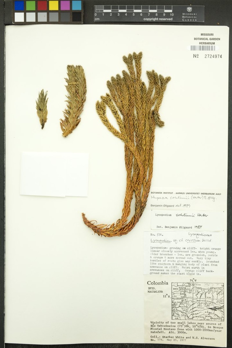 Huperzia schlimii