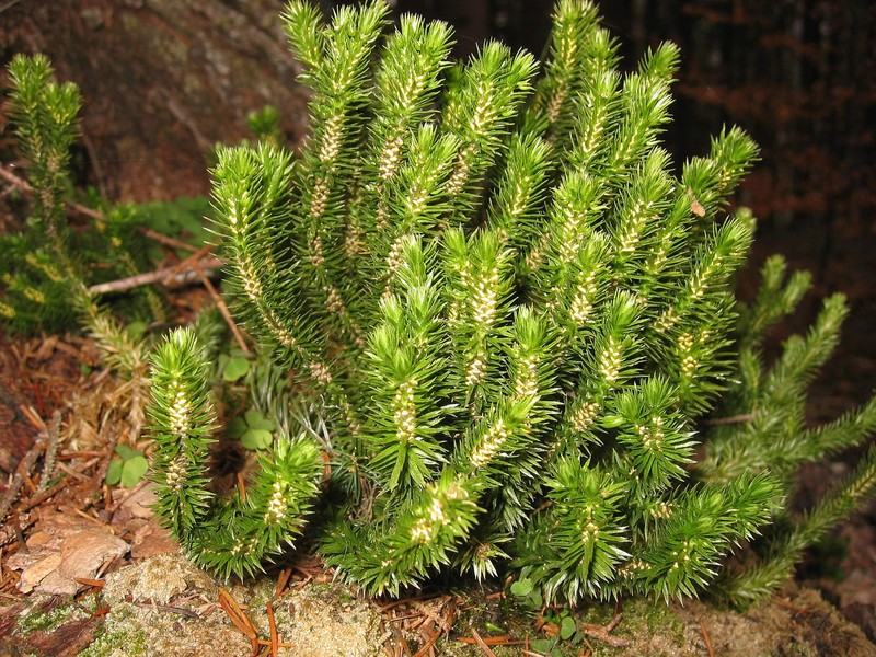 Fir Clubmoss