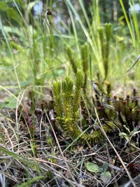 Fir Clubmoss