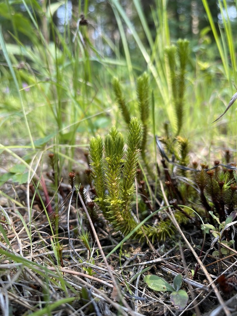 Fir Clubmoss