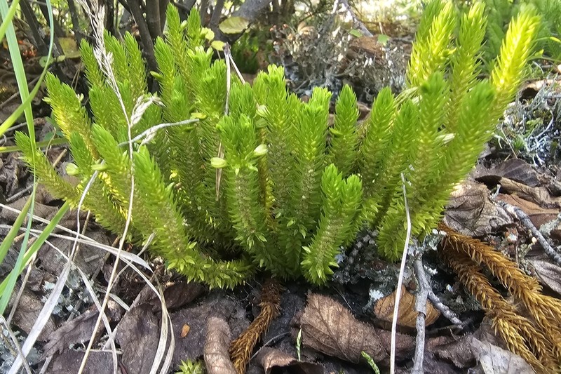 Fir Clubmoss photo 2