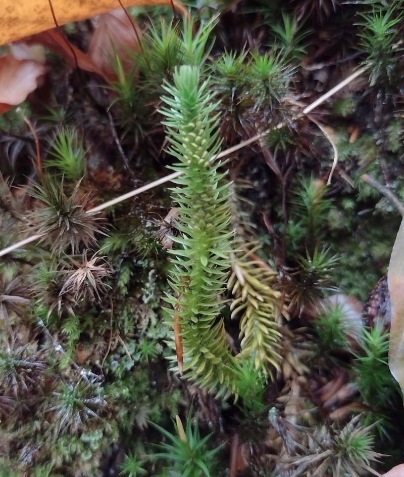 Fir Clubmoss photo 3
