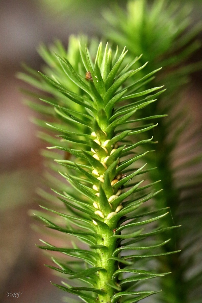 Fir Clubmoss photo 4