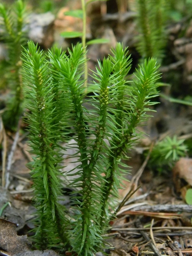 Fir Clubmoss photo 5