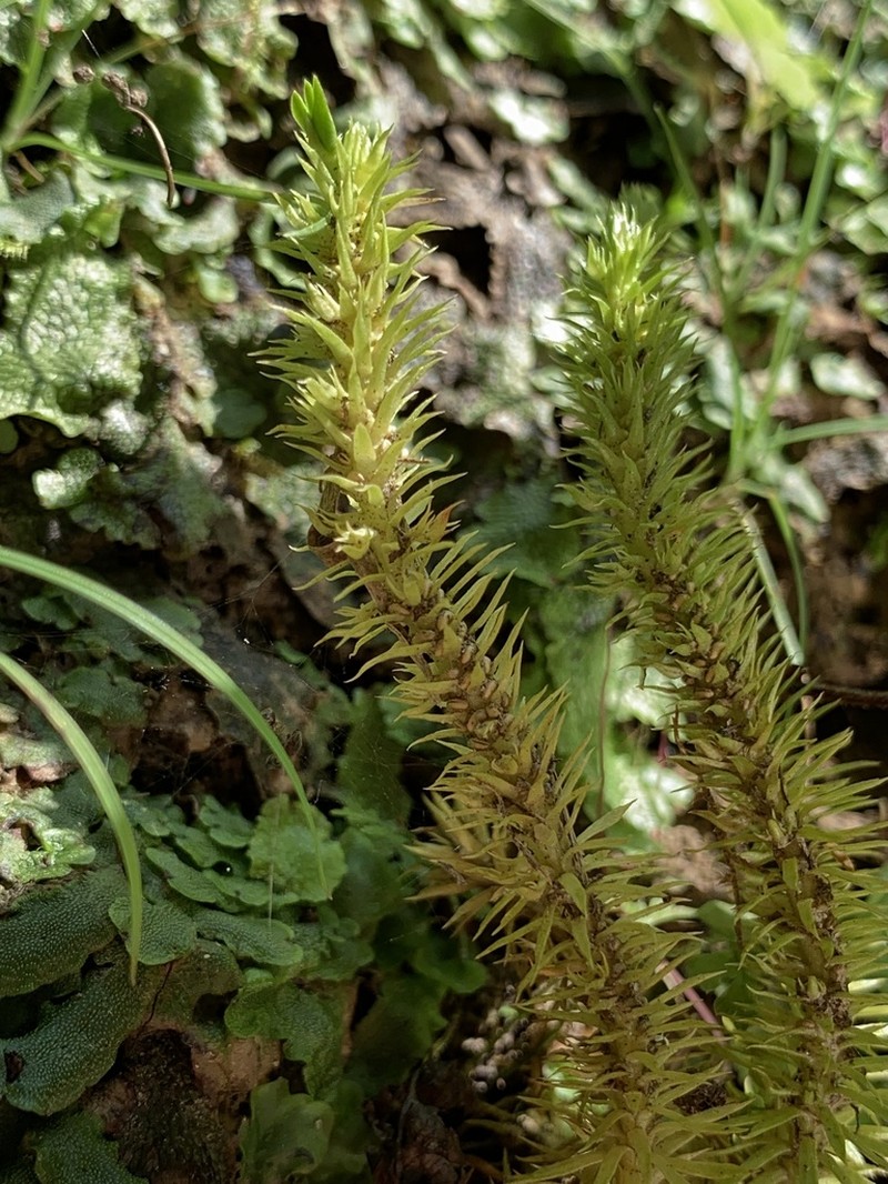Fir Clubmoss photo 6