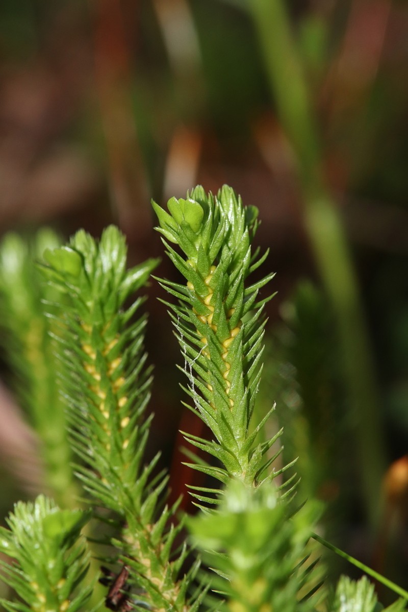 Fir Clubmoss photo 7