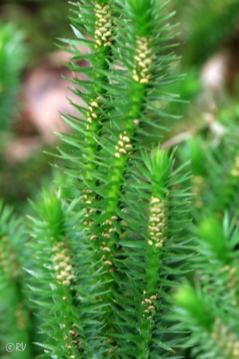 Fir Clubmoss photo 8